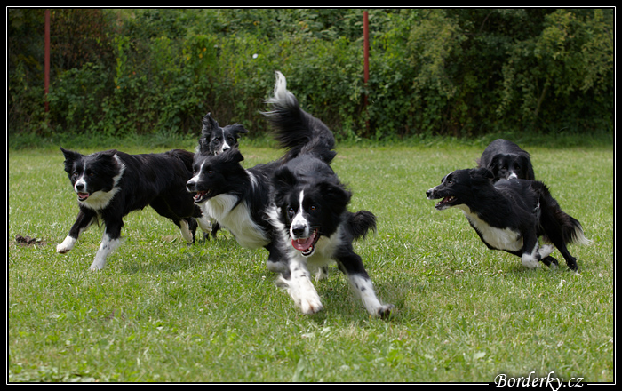 AgiZlin_2_005